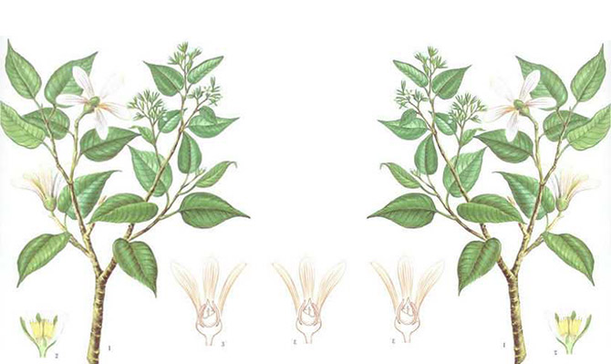 成為全球龍腦產(chǎn)業(yè)的引領(lǐng)者，遠(yuǎn)景智庫(kù)為新晃龍腦制定發(fā)展戰(zhàn)略規(guī)劃